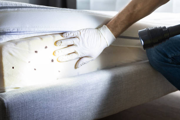 Best Emergency Pest Control  in Plymouth, CA